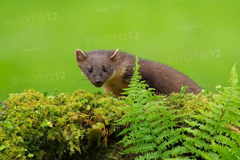Pine marten (Martes martes) adult animal on a moss covered tree stump, Scotland, United Kingdom, Europe