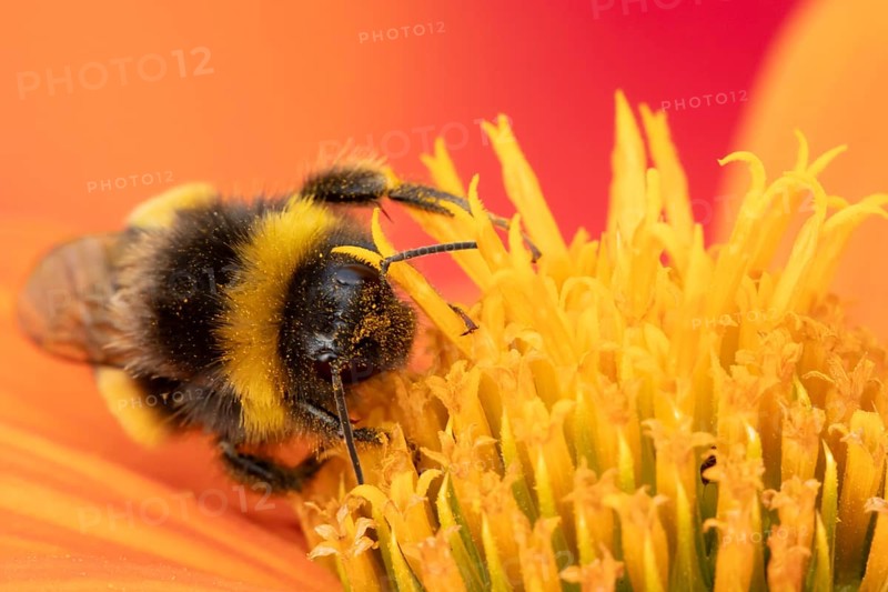 Buff tailed bumblebee (Bombus terrestris) adult bee feeding on a Mexican sunflower (Tithonia spp) flower in an urban garden in summer, England, United Kingdom, Europe