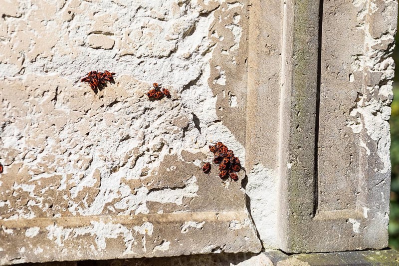 Fire bugs (Pyrrhocoridae) on sandstone of an old gravestone, Trinitatisfriedhof Riesa, Saxony, Germany, Europe