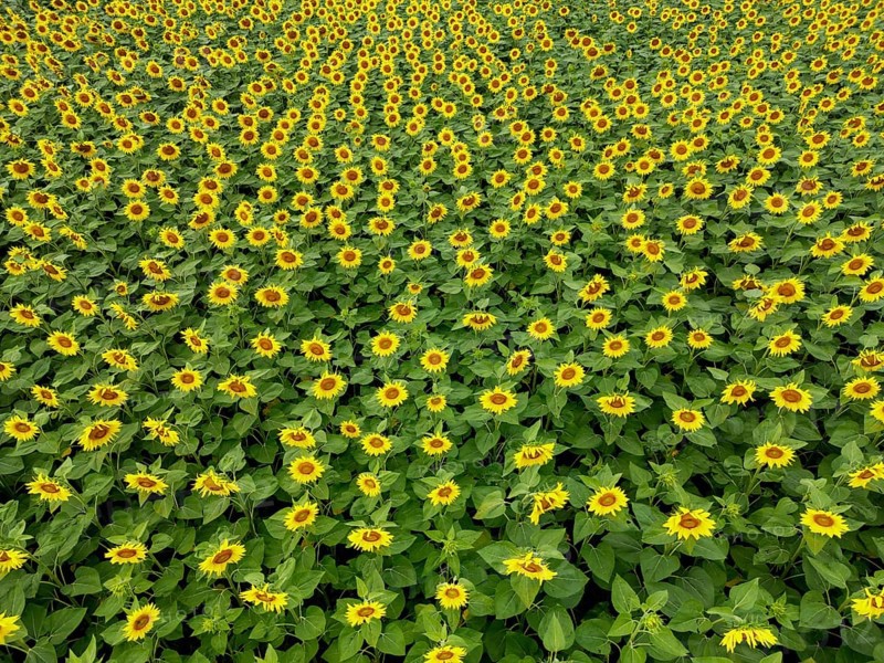 Sunflower field near Holzhausen, town of Rheinau, aerial view, Ortenau district, Baden-Württemberg, Germany, Europe