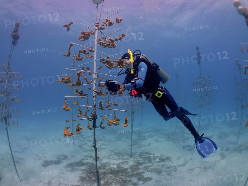 Coral farming. Diver cleans the frame on which young specimens of elkhorn coral (Acropora palmata) grow until they can be released onto the reef. The aim is to breed corals that can withstand the higher water temperatures. Dive site Nursery, Tavernier, Florida Keys, Florida, USA, North America