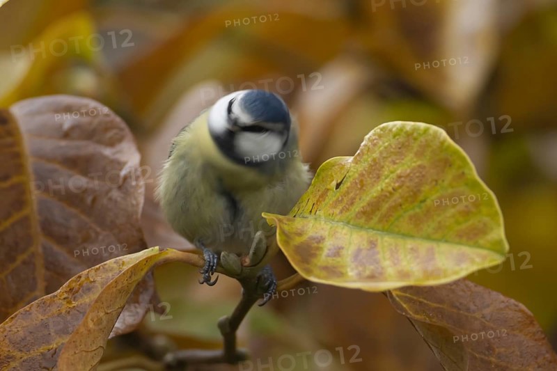Blue tit (Cyanistes Caeruleus) adult bird shaking in a garden Magnolia tree with autumn leaves, England, United Kingdom, Europe
