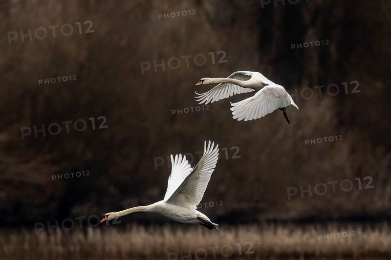Encounter of two swans in flight in front of a dense forest and cloudy sky, Mute Swan, (cygnus olor), wildlife, Germany, Europe