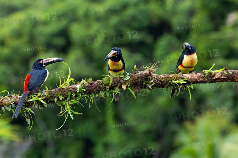 Collared Aracari (Pteroglossus torquatus), Toucans (Ramphastidae), Laguna del Lagarto Lodge, Alajuela, Costa Rica, Central America