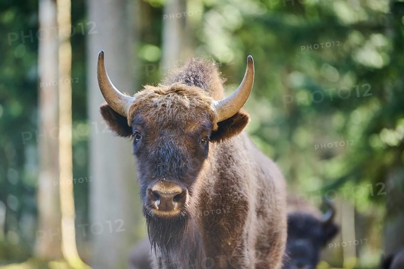 European bison (Bison bonasus) portrait in a forest in spring, Bavarian Forest, Germany, Europe