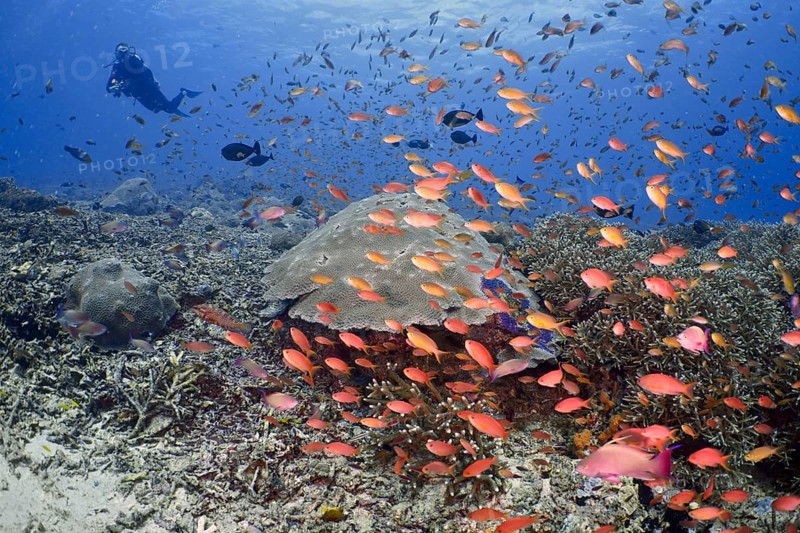 Lots of colourful fish, jewel flag perch (Pseudanthias squamipinnis), swimming over a coral reef in the ocean, divers in the background, dive site SD, Nusa Ceningan, Nusa Penida, Bali, Indonesia, Asia