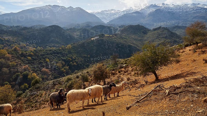 A flock of sheep on a hill with majestic mountains and cloudy sky in the background, sheep (e) or goat (n), ovis, caprae, Crete, Greek Islands, Greece, Europe
