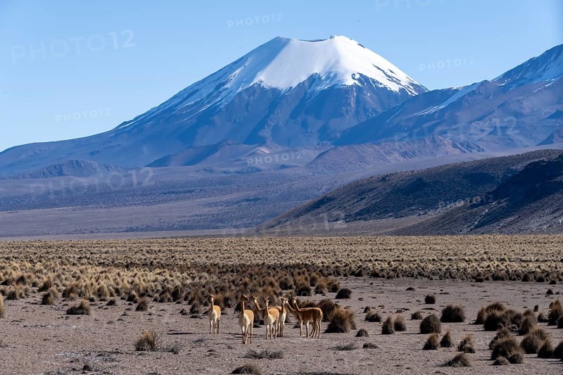 Vicuñas (Vicugna vicugna) in the foreground in front of the snow-covered volcano Parinacota, Sajama National Park, Puna vegetation, Curahuara de Carangas, Departamento Oruro, Bolivia, South America