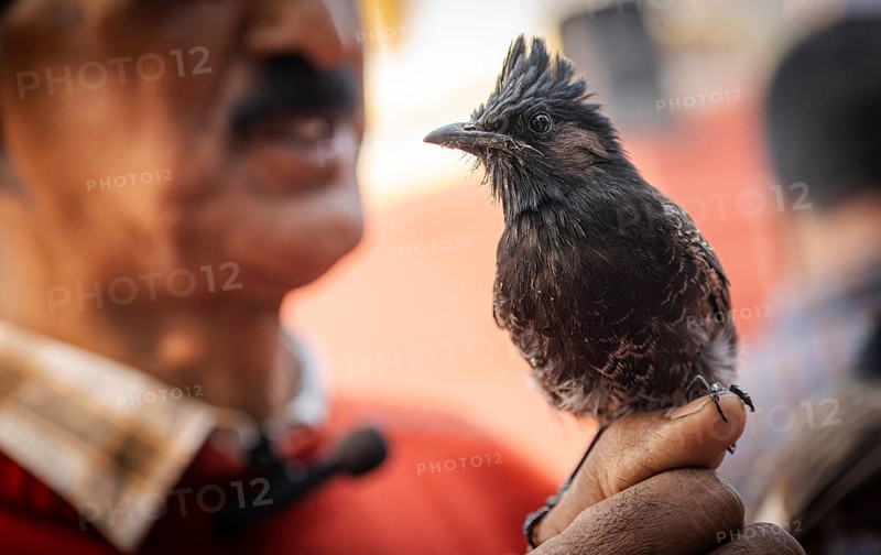 Hajo, India. 15 January 2024. Bird owners hold red-vented bulbuls before fighting during a traditional bird fighting game on the occasion of Magh Bihu or Bhogali Bihu at Hayagrib Madhab temple
