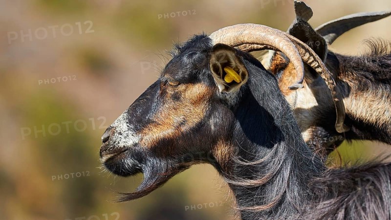 Black goat in profile with conspicuous horns in nature, goat (s), free-range, central north of the island, mountains, Karpathos, Dodecanese, Greek Islands, Greece, Europe