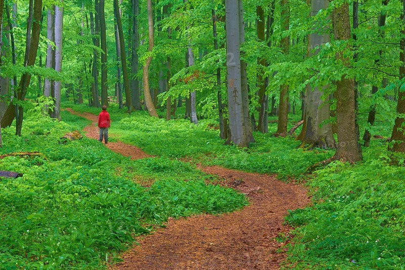 Quiet winding forest path, with a child, surrounded by trees and green forest floor, Hainich National Park, Thuringia, Germany, Europe