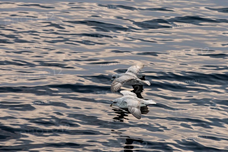 Northern fulmars (Fulmaris glacialis) in flight over the sea surface, Barents Sea, Northeast Iceland, Svalbard and Jan Mayen archipelago, Norway, Europe