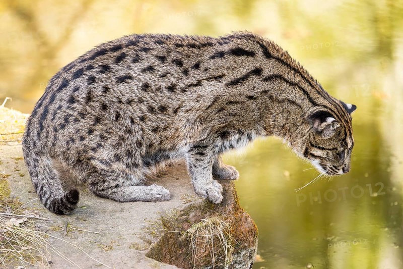 Fishing cat (Prionailurus viverrinus) at the shore of a lake on a sunny day, captive, Germany, Europe