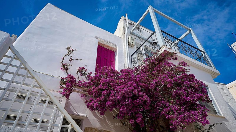 White façade with pink door and lush flowers on the staircase, Chora, Astypalea, Dodecanese, Greek Islands, Greece, Europe