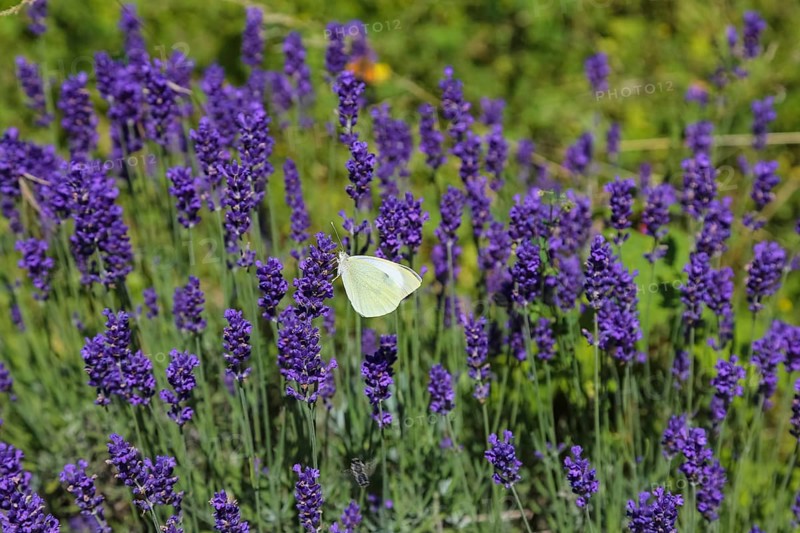 Lavender (Lavandula angustifolia), Cabbage butterfly (Pieris brassicae), butterfly, butterfly, purple flower, dwarf shrub, at the foot of the Römerturm, Oberstadtturm, Haigerloch, Zollernalbkreis, Baden-Württemberg, Germany, Europe