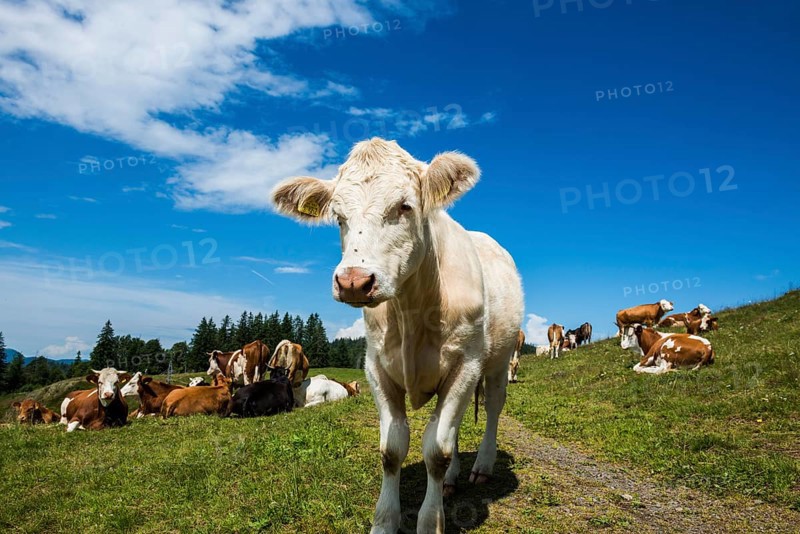 Dairy cows in front of a blue sky, Herzogenhorn, Southern Black Forest, Black Forest, Germany, Europe