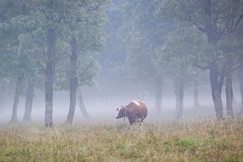 A Holstein Friesian cow stands grazing on a meadow with trees on a foggy day. Eng Valley, Austria, Europe