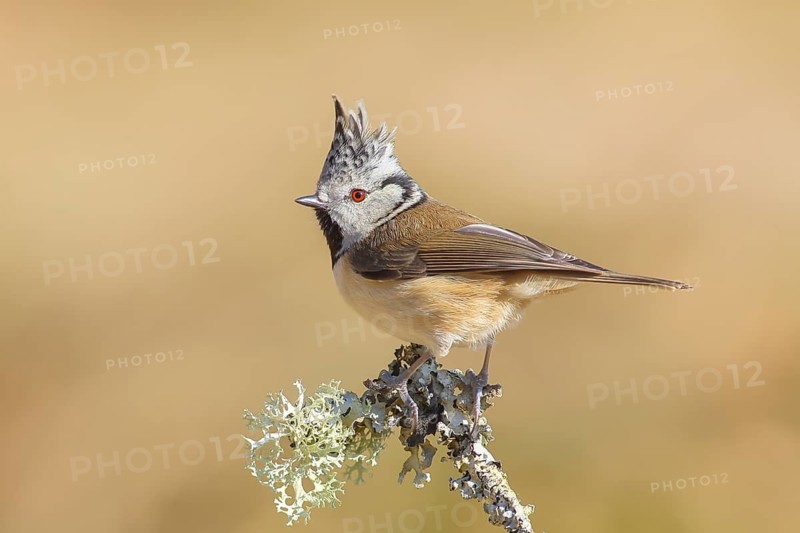 Crested Tit (Parus Scalloped ribbonfish) sitting on a thin branch covered with lichen, Wildlife, Animals, Birds, Titmouse, Siegerland, North Rhine-Westphalia, Germany, Europe
