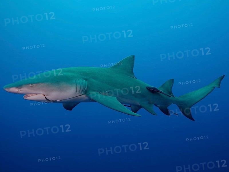 Side view of a lemon shark (Negaprion brevirostris) with a fishhook in its mouth, gliding through the deep blue water, dive site Lemon Drop, Jupiter, Florida, USA, North America