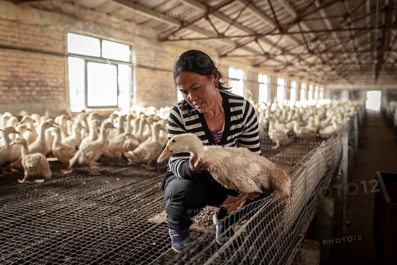 Labourer Ma Jian Hui, the workers live in the respective buildings where the ducks are kept, a small room is set aside for them. There is one labourer for every two duck houses Ducks at the rearing station, Jiang Su Salted Duck Farming Co. Ltd, Xiang Shui County, ChinaJiang Su Salted Duck Farming Co. Ltd