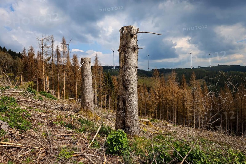 27.04.2022, Hilchenbach, North Rhine-Westphalia, Germany, Forest dieback in the Siegen-Wittgenstein district in the Sauerland, drought and bark beetles damage the spruce trees in the coniferous forest. Dead spruce trees were felled. Behind wind turbines in the forest, Europe