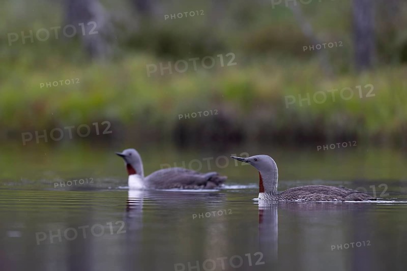 Red-throated diver (Gavia stellata), Sweden, Europe
