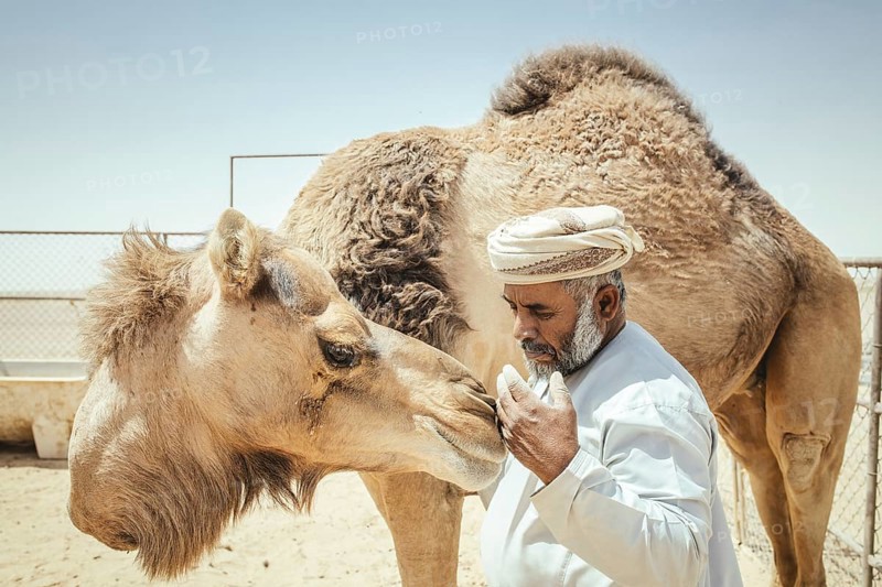Camel breeder with his dromedaries (Camelus dromedarius) on his farm near Shisr, Dhofar, Oman, Asia