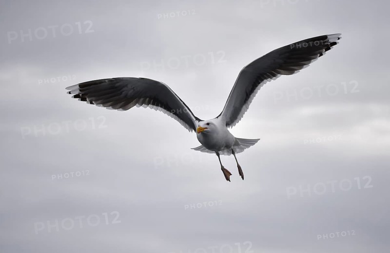 Great black-backed gull (Larus marinus) in flight in Norway