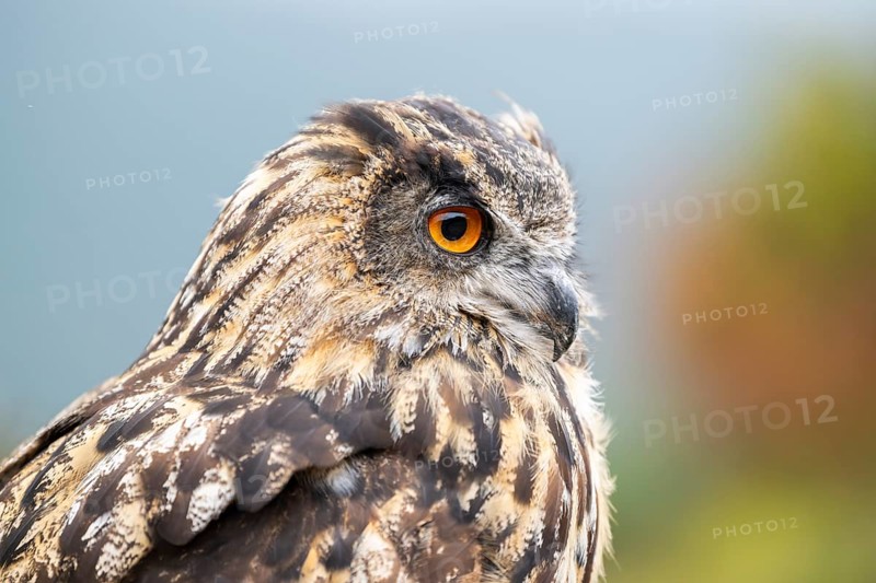 Portrait of an Eurasian eagle-owl (Bubo bubo), captive, Pyrenees, Catalonia, Spain, Europe