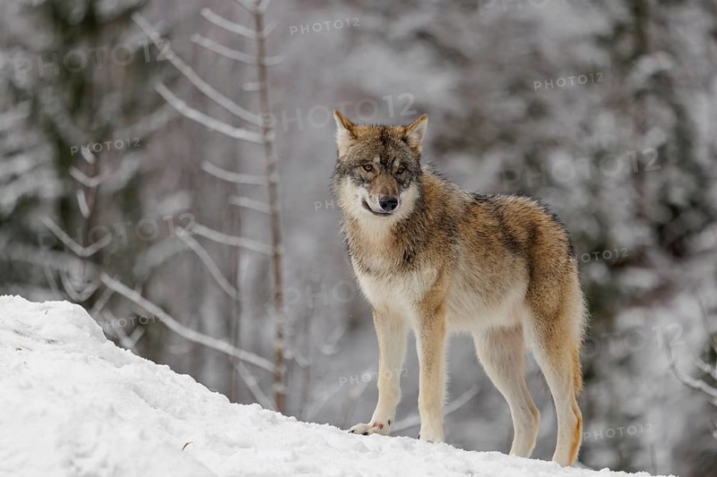 A young grey wolf (Canis lupus lupus) runs across the sloping, snow-covered meadow at the edge of a forest on a cold, cloudy day