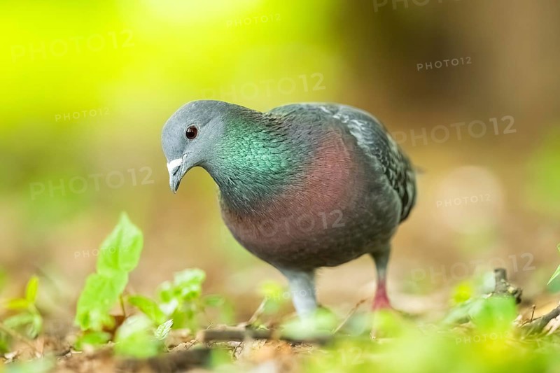 Feral pigeons (Columba livia domestica) walking on the ground, Bavaria, Germany, Europe