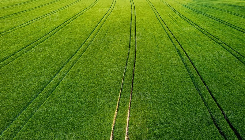 Drone image, grain field with lanes on the field, from above, agriculture, Innviertel, Upper Austria, Austria, Europe