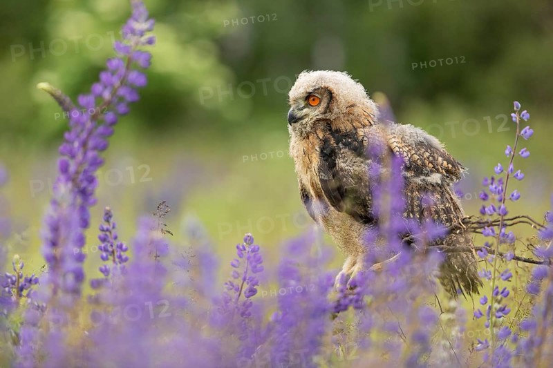 One young Eurasian Eagle Owl, Bubo bubo, sitting on a twig between lupines growing on a meadow