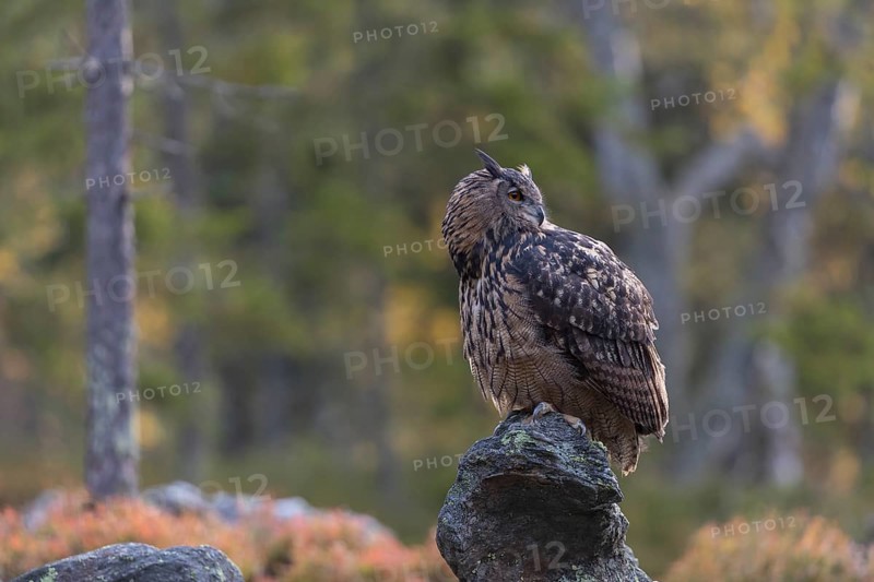 One Eurasian Eagle Owl, Bubo bubo, sitting on grey rocks, a green forest in the background. Early morning light