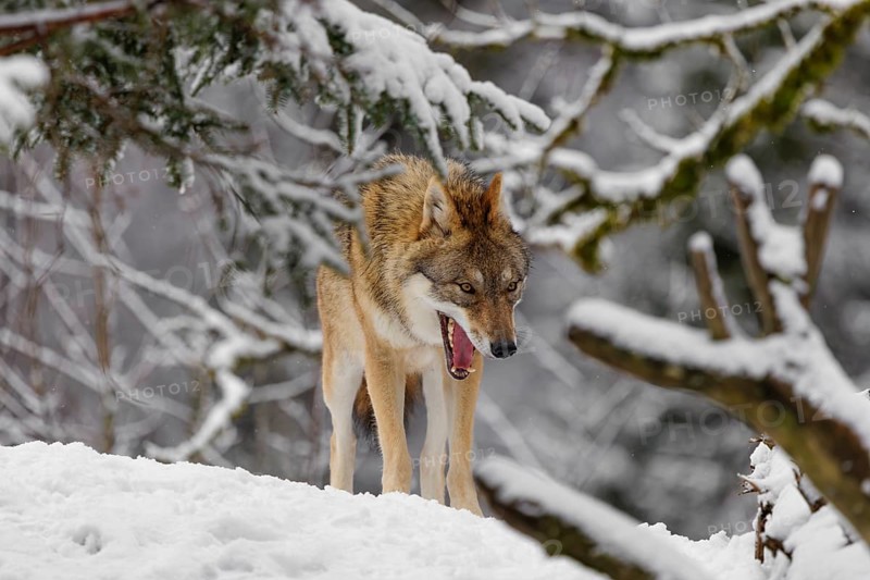 An adult female grey wolf (Canis lupus lupus) stands yawning in the thicket of a sloping, snow-covered forest edge on a cold, cloudy day