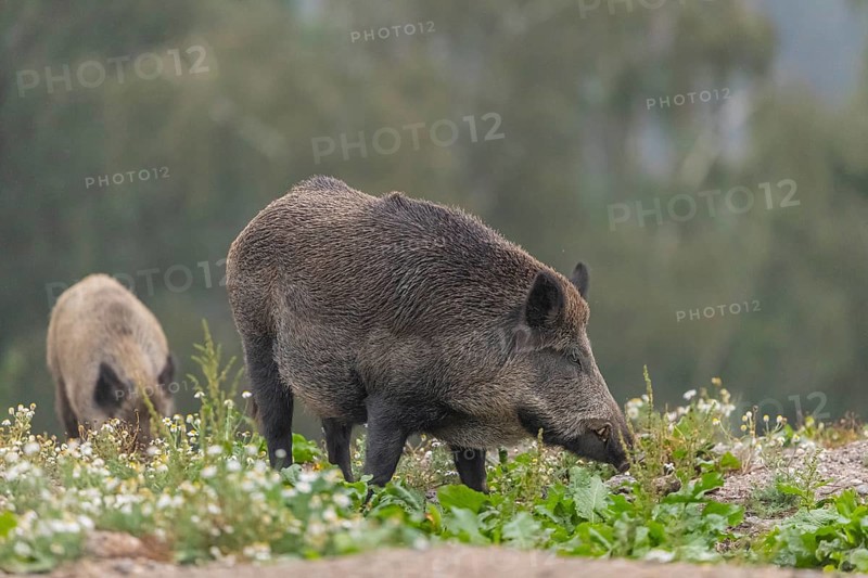 Two adult wild boar or wild pig (Sus scrofa) searching for food on a flowering meadow in late afternoon light with a forest in first autumnal colours in the background