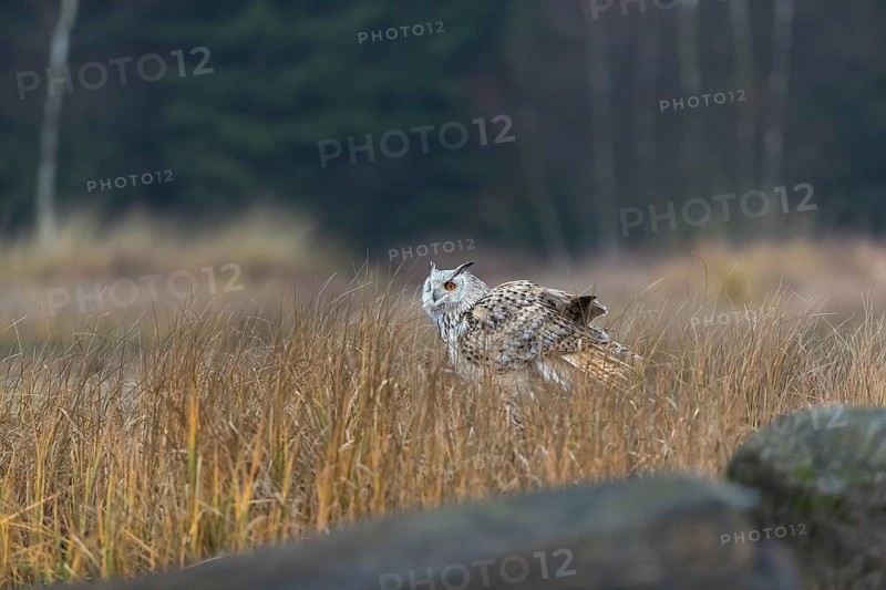One Siberian Eagle Owl (Bubo bubo sibiricus) sitting on the ground between tall reed grass lakeshore on an autumnal misty cold morning