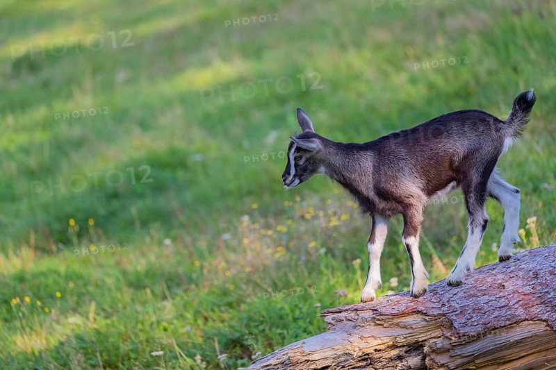 One Tauernschecke goatling, Capra aegagrus hircus, standing on a tree trunk lying on meadow