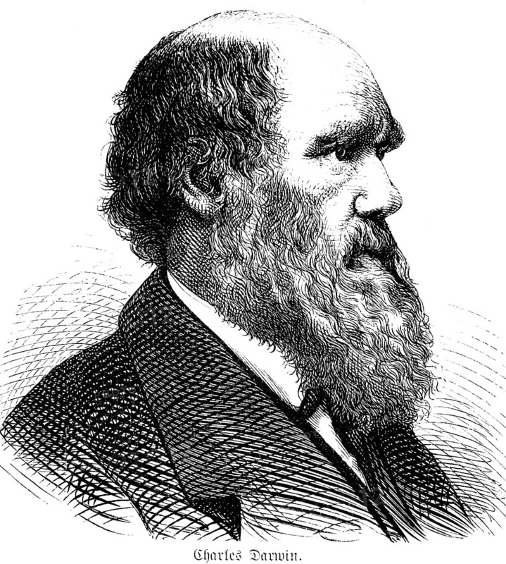 Portrait of the British naturalist Charles Darwin (1809, 1882) Theory of evolution on the origin of mankind, origin of species, travels around the world, writings on geology, side view, full beard, suit, historical illustration 1880