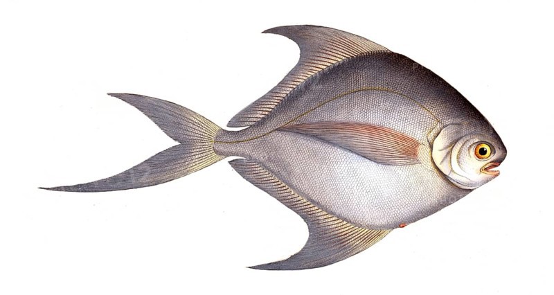 Fish, fish, genus of ray-finned fish from the butterfish family, Stromateus cinereus, the grey Stromate, Historic, digitally restored reproduction from a 19th century original, Record date not stated