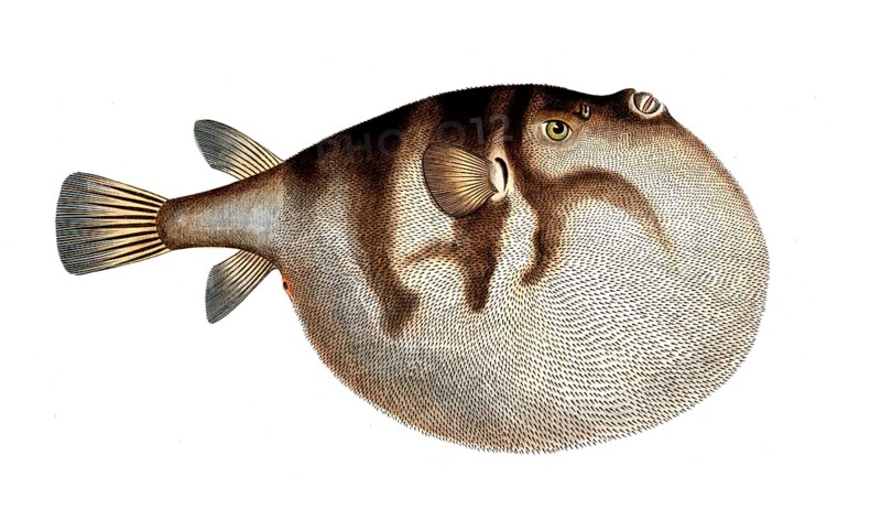 Fish, fish, genus of the puffer fish family, Tetrodon hispidus, the Sea Weather-Cock, Historical, digitally restored reproduction from a 19th century original, Record date not stated