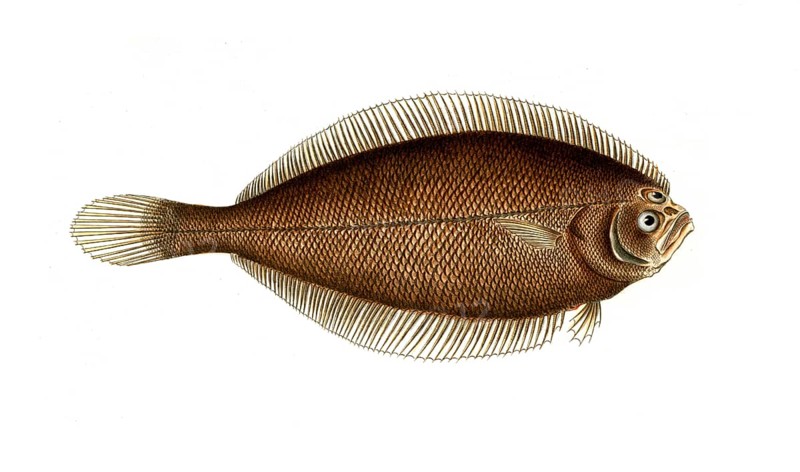 Fish, Fish, Limanda ferruginea, Syn.: Pleuronectes ferruginaeus, Yellowtail flounder, Historic, digitally restored reproduction from a 19th century original, Record date not stated