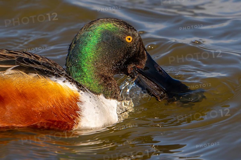 Northern shoveler (Spatula clypeata) adult male skimming crustaceans and plankton from the water's surface with lamellae in bill that act like sieves