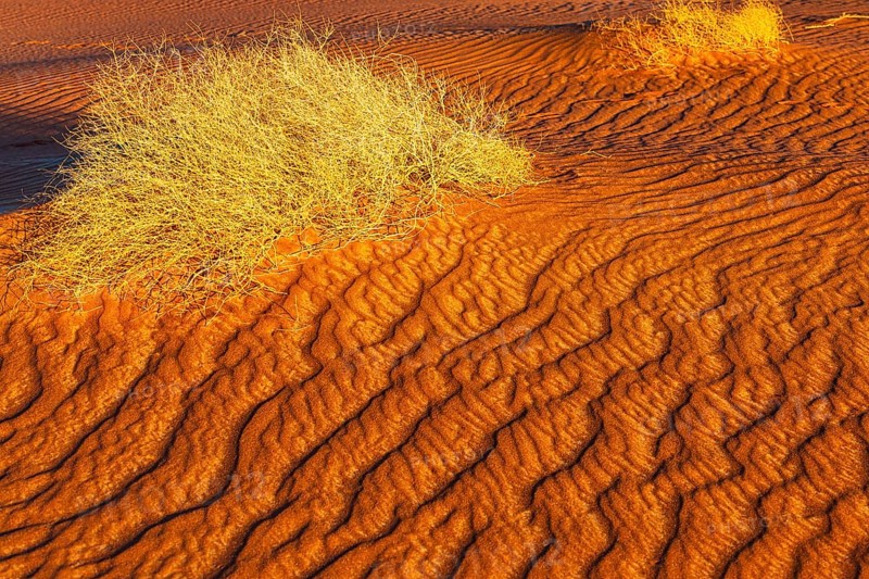 Wind-sculpted sand structure with green vegetation, in the Rub al Khali desert, Dhofar province, Arabian Peninsula, Sultanate of Oman