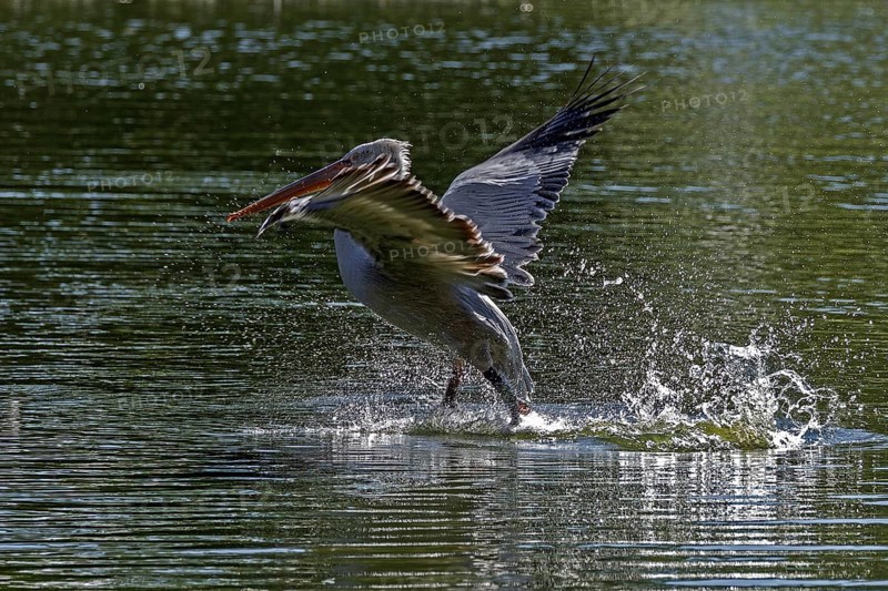 Pelican (Pelecanidae, Pelecanus), starts in the water, captive, Germany, Europe