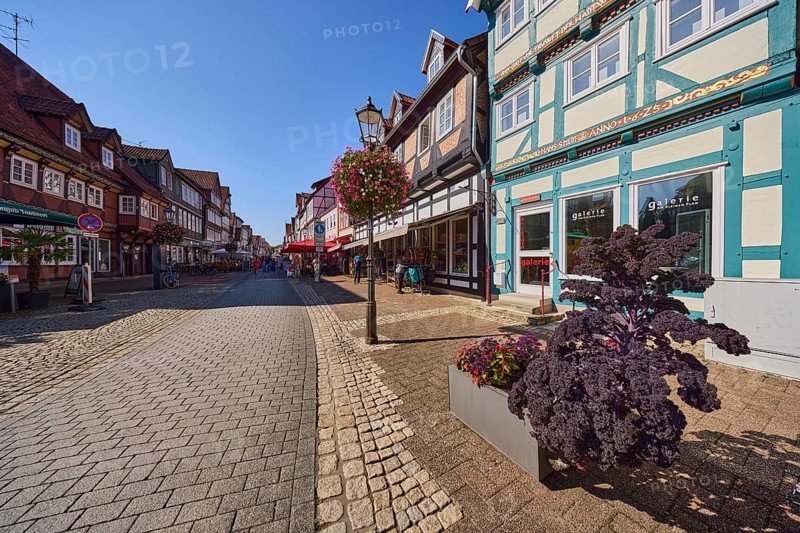 Half-timbered houses, flower pots, cabbage (Brassica), lantern, general architecture, Galerie Am kleinen Plan, blue sky, cloudless, Mauernstraße, Celle, Lüneburg Heath, district of Celle, Lower Saxony, Germany, Europe