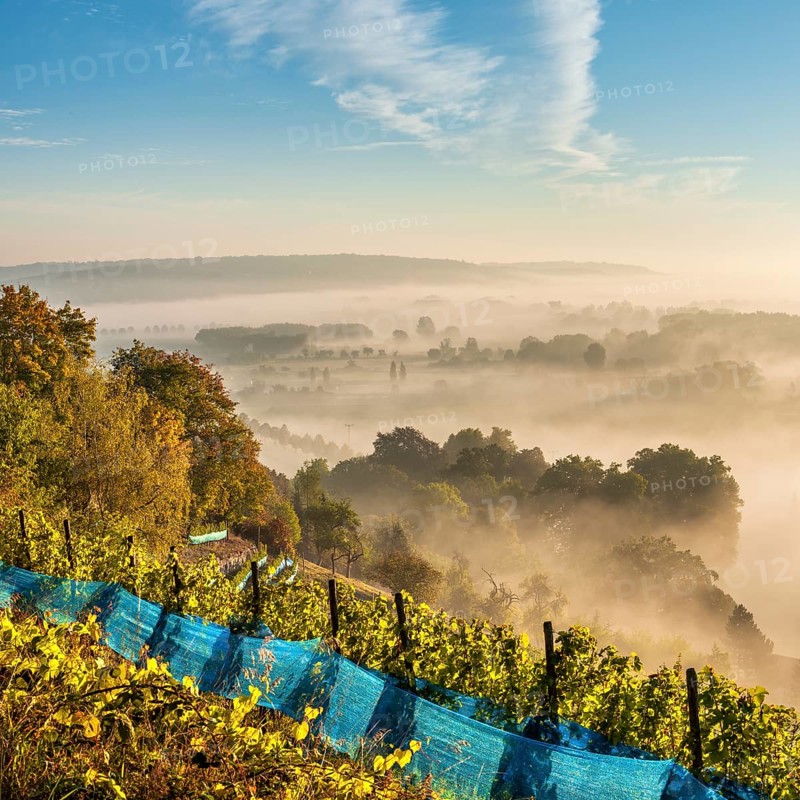 Vineyard in the morning light, view over landscape with morning fog in the Saale valley near Naumburg, Burgenlandkreis, Saxony-Anhalt, Germany, Europe