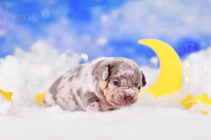 Young wrinkly merle French Bulldog dog puppy between fluffy clouds with stars and moon