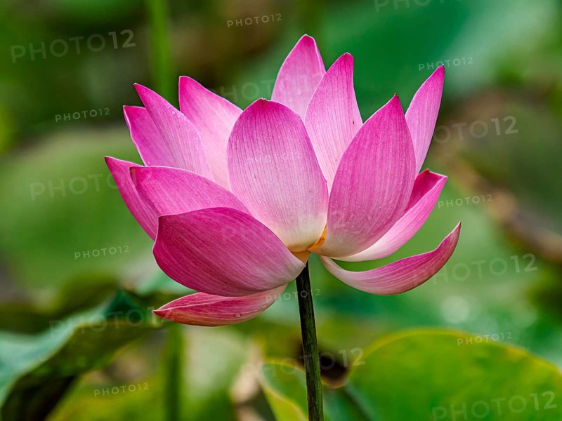 Lotus flower (Nelumbo) blossom, Sulawesi, Indonesia, Asia