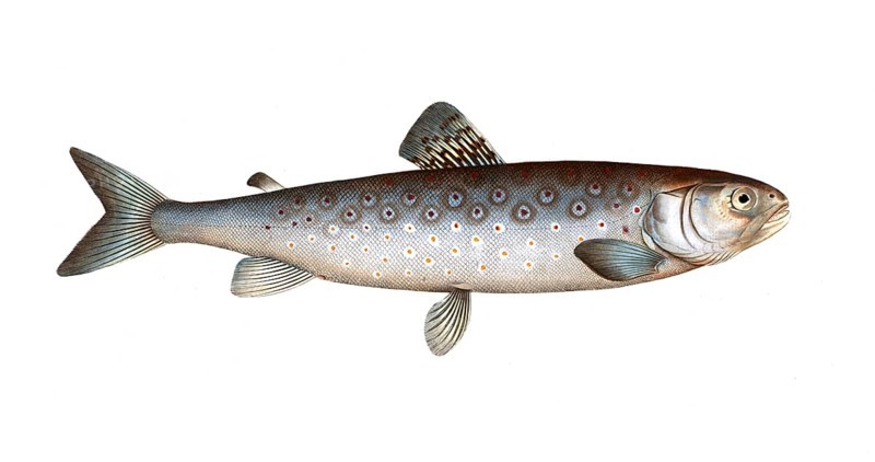 Fish, Fish, Salmon family, Salmo goedenii, the lake trout, the goeden's family of salmon fish, Salmon, Historical, digitally restored reproduction from a 19th century original, Record date not stated
